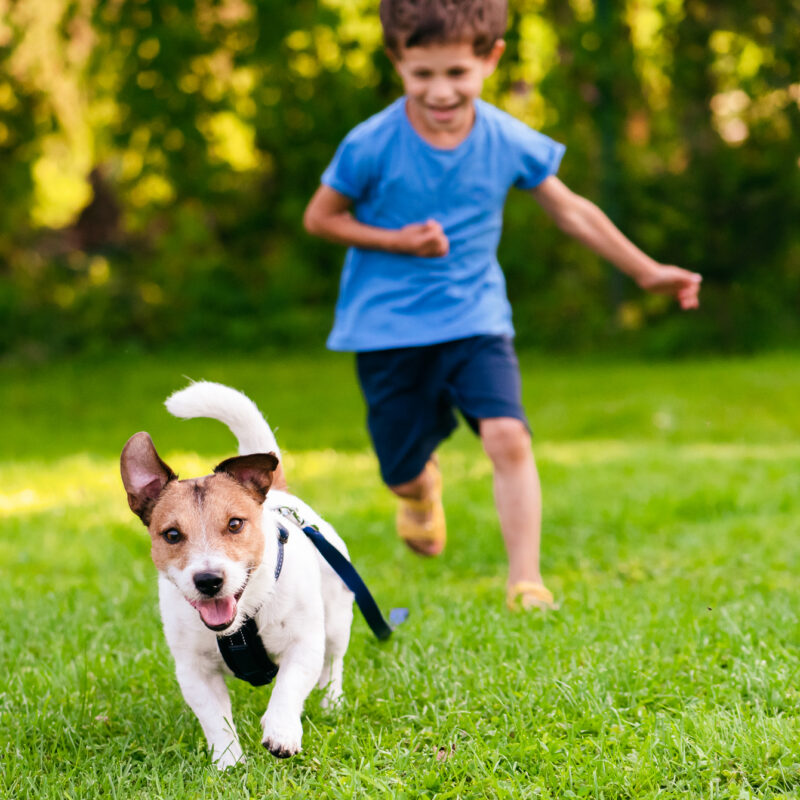 Child and small dog playing in a sunny backyard after learning how to pet-proof your home